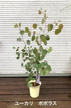 2025年最新】ユーカリ ポポラスの人気アイテム - メルカリ