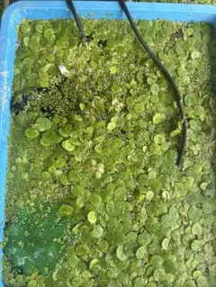 アマゾンフロッグビット 6株 無農薬 メダカ ビオトープ スネール発生