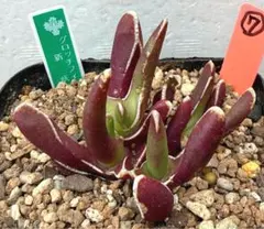 にーけ様 リクエスト 3点 まとめ商品