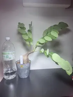 激レア/極美/塊根植物】フィランサス ミラビリス 大株 鉢植え A-5