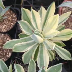 2026年最新】アガベ大株の人気アイテム - メルカリ