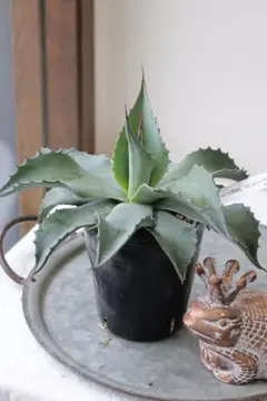 2025年最新】オバティフォリアの人気アイテム - メルカリ