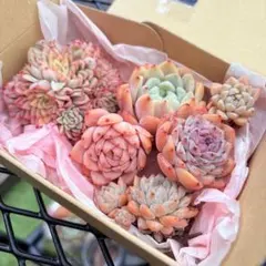 2026年最新】寄せ植え！の人気アイテム - メルカリ