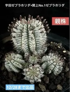 2025年最新】ゼブラホリダの人気アイテム - メルカリ