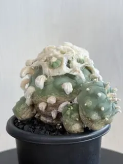 2025年最新】翠冠玉の人気アイテム - メルカリ