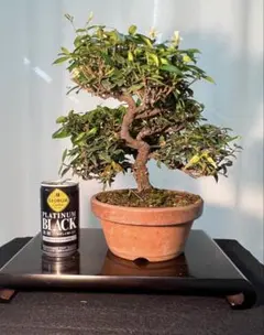 カリン盆栽　【太幹・双幹木】 大品盆栽素材 カリン盆栽 【太幹・双幹木】 大品盆栽素材 - メルカリ