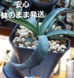 【ローガンカルホーン】アガベ　サルミアナ　王道人気品種　初心者オススメのサムネイル