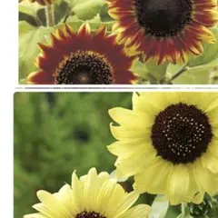 ひまわりの種2品種