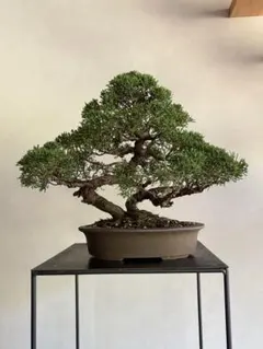 中品 真柏盆栽】山木❓ ⭕最大幹幅 8㎝(8枚目) - メルカリ