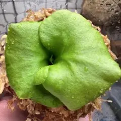 ③【植欲の秋 Autumn sale！】大人気！希少品種 リドレイ パカラン