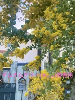 チムチムチリー(❁ᴗ͈ˬᴗ͈)様専用　パールアカシアミモザ