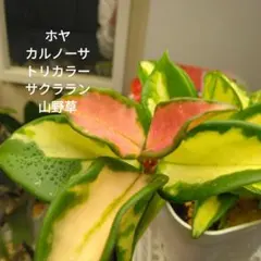 2025年最新】サクララン 苗の人気アイテム - メルカリ