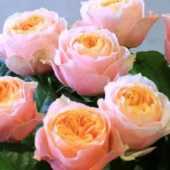 バラ苗　強健　切花品種　柔らかな色合い　希少　薔薇苗のサムネイル