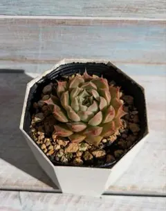 【J】エケベリア実生苗セット ♪2023年自家製交配実生苗 (抜き苗発送)■コロラータ■ホーリンゼ■ミックスベリア交配 Yahoo!オークション - Mエケベリア実生苗セット 2023年自家製交配