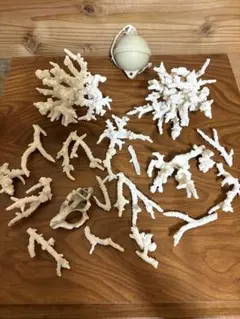 海からの贈り物セット　サンゴ／貝殻／浮/漂着瓶