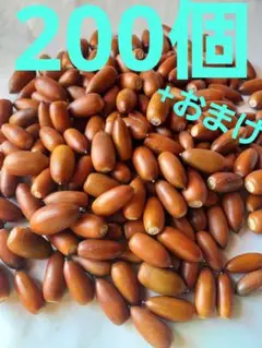 どんぐり　マテバシイ　200個+おまけ