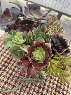 アエオニウム寄せ植えセット 鉢付き 中型