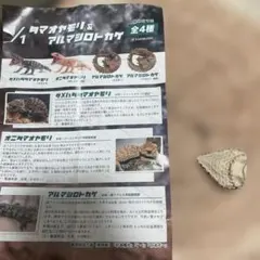ガチャ　タマオヤモリ＆アルマジロトカゲ　顎