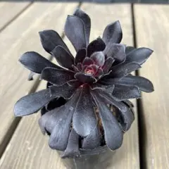 マリモꕤ︎︎·͜· プロフ必読様 リクエスト 2点 まとめ商品