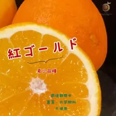 希少‼️愛媛産　紅ゴールド　紅河内晩柑　家庭用7kg　数量限定のサムネイル