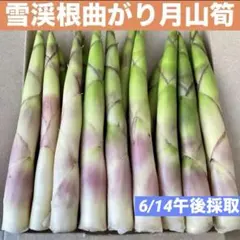 ❤️毎年大人気❣️ 天然 月山筍 箱込み約1キロ 細め 根曲がり竹 姫竹 山菜522のサムネイル