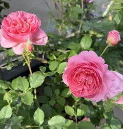 バラ苗 薔薇 さし木苗 中輪 強香 四季咲き 匿名発送 - メルカリ