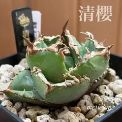 2026年最新】清櫻の人気アイテム - メルカリ