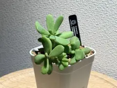 2025年最新】ケラリアピグマエアの人気アイテム - メルカリ