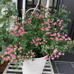リトルウッズ　マイクロミニバラ　極小　四季咲　バラ苗　薔薇苗のサムネイル