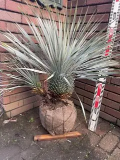 2025年最新】ロストラータ ユッカの人気アイテム - メルカリ