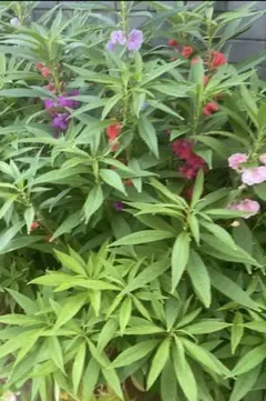 鳳仙花　ホウセンカ 苗 鉢植え 庭植え ガーデニングのサムネイル