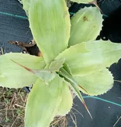 Thurs Nurseryページ耐寒性アガベ オバティフォリア斑入り◇ アガベ オバティフォリア 40cm以上 斑入り