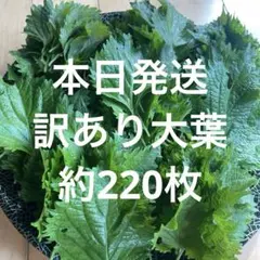 本日発送　訳あり大葉　約220枚　青じそ　青紫蘇　　紫蘇　野菜　②のサムネイル