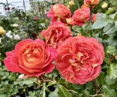 薔薇苗 超強健 強香♡ バラ苗 - メルカリ