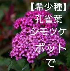 【C希少、ポット】シモツケソウ　　孔雀葉下野　クジャクバシモツケ　山野草　茶花のサムネイル
