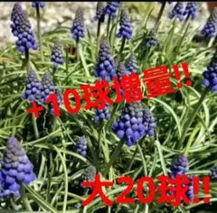 ✨数量限定増量中✨《大・30球》ムスカリ　球根のサムネイル