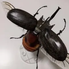 昆虫標本】ミヤマクワガタ飛翔 ガラスケース入り - メルカリ