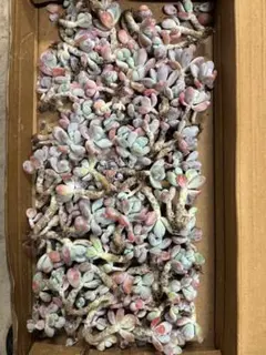 BN1094 ロココ 抜き苗 78株 多肉植物 エケベリア 韓国苗 サボテン