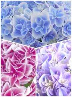 2026年最新】紫陽花苗の人気アイテム - メルカリ