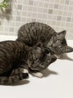 羊毛フェルト 猫 サンプルページ キジトラちゃん オーダー 羊毛フェルト