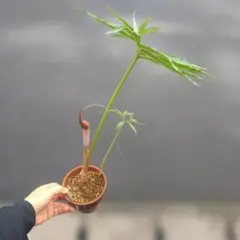 ミニ盆栽、盆栽、植木、植物、雑木、山野草、花物盆栽、実物盆栽、盆栽鉢