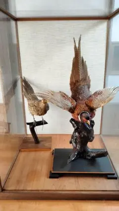 昭和レトロ 剥製 ゴシキドリ ペア 木製ガラスケース 希少