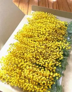 ドライフラワー ミモザ花穂 200本以上 ハンドメイド ガーランド リース