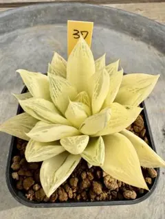 saibai_taniku様 リクエスト 2点 まとめ商品