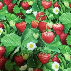 Item thumbnail for item 4c30f419-8b0a-4d4d-b4e6-273415ce525f