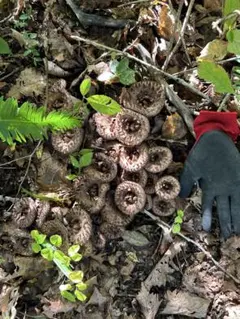 2026年最新】天然香茸の人気アイテム - メルカリ