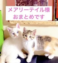 メアリーテイル様 リクエスト 2点 まとめ商品