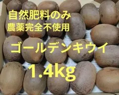 自然肥料のみ! 農薬完全不使用! こだわりのゴールデンキウイ 1.4kgＢ