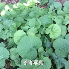 ⭐️アオイ様専用⭐️