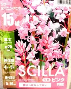 ​【球根】シラー カンパニュラータ（ピンク）15球 　植えっぱなしOK！！